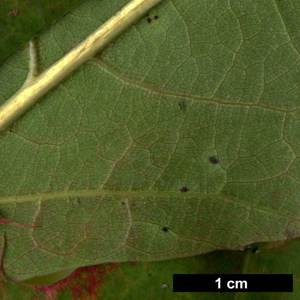 High resolution image: Family: Fagaceae - Genus: Quercus - Taxon: ×hawkinsiae (Q.rubra × Q.velutina)